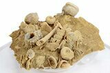 Miniature Fossil Cluster (Ammonites, Scaphopod) - France #270524-1